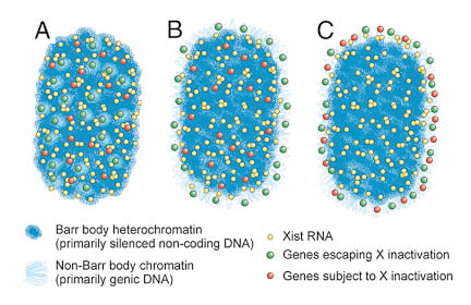 X-escape Barr Body Illustration X-escape Barr Body Illustration