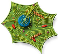 CellCircuit CellCircuit